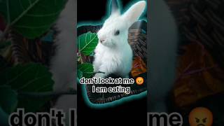 Cute Bunny Eating Time....