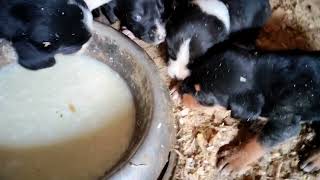 Hera ve Sekiz 'in yavruları ilk defa dışarı ile tanışıyor. Anne sütü dışında ilk yemekleri.