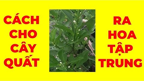 Cách Cho Cây Quất Ra Hoa Nhiều,  Tập Trung