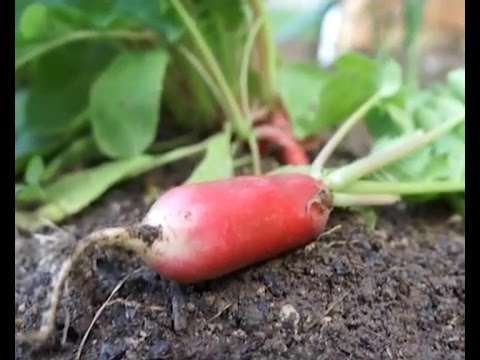 სადილის დრო - ბოლოკი