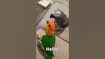 Thumbnail of Talking Parrot Answering Scam Call 😆