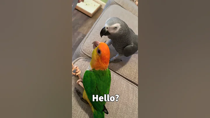 Talking Parrot Answering Scam Call 😆