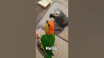 Talking Parrot Answering Scam Call 