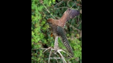 Miraculous Ability Of Common Kestrel 😱