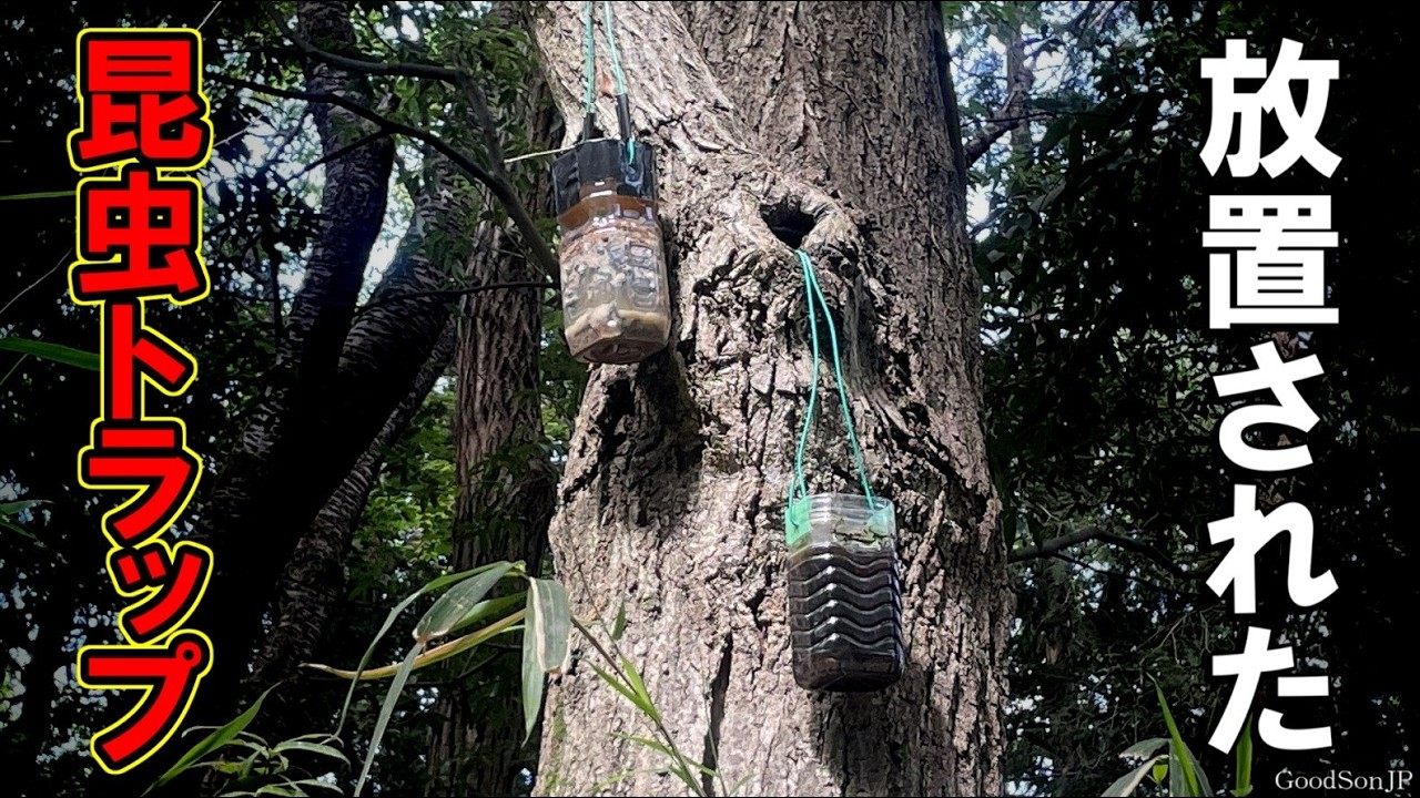 オオクワガタの産地に放置された昆虫トラップの中が悲惨なことに...【昆虫採集２０２６カブトムシ・クワガタ】