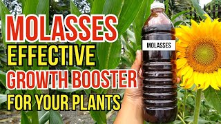Molasses as an Effective Plant Growth Booster