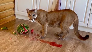 Cougar Messi goes crazy for watermelons! The aftermath of the watermelon party...