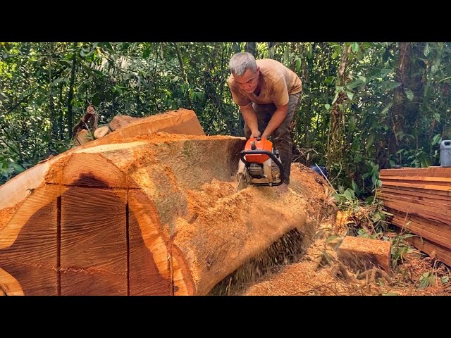 MAXIMALKAN HASIL HUTAN SAYA KUPAS BANDIR KAYU BESI / KAYU MERBAU UNTUK KEBUTUHAN KUSEN || STIHL 070 class=