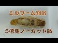 ミルワーム、サナギから成虫への羽化、5分ちょっとの動画です。5倍速バージョン【ミルワーム繫殖】