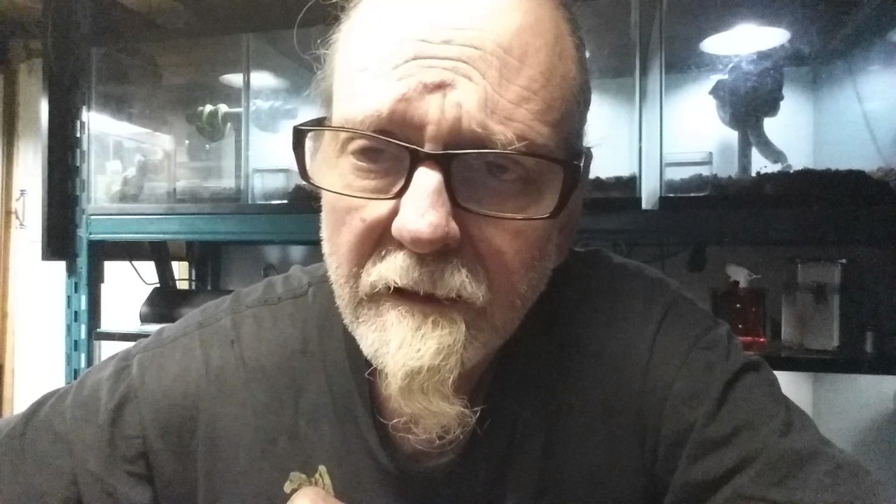 About Web Wheeler -- Green Tree Python Keeper - YouTube