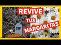 🌼 Como REVIVIR tu MARGARITA MUERTA ⚰️ (Casi) 💧 CUIDADOS de las MARGARITAS : PODA ABONO Como y Cuando