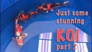 Just some great KOI, Part 2