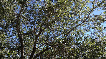 Coast Live Oak - California Native Garden - Ep.11