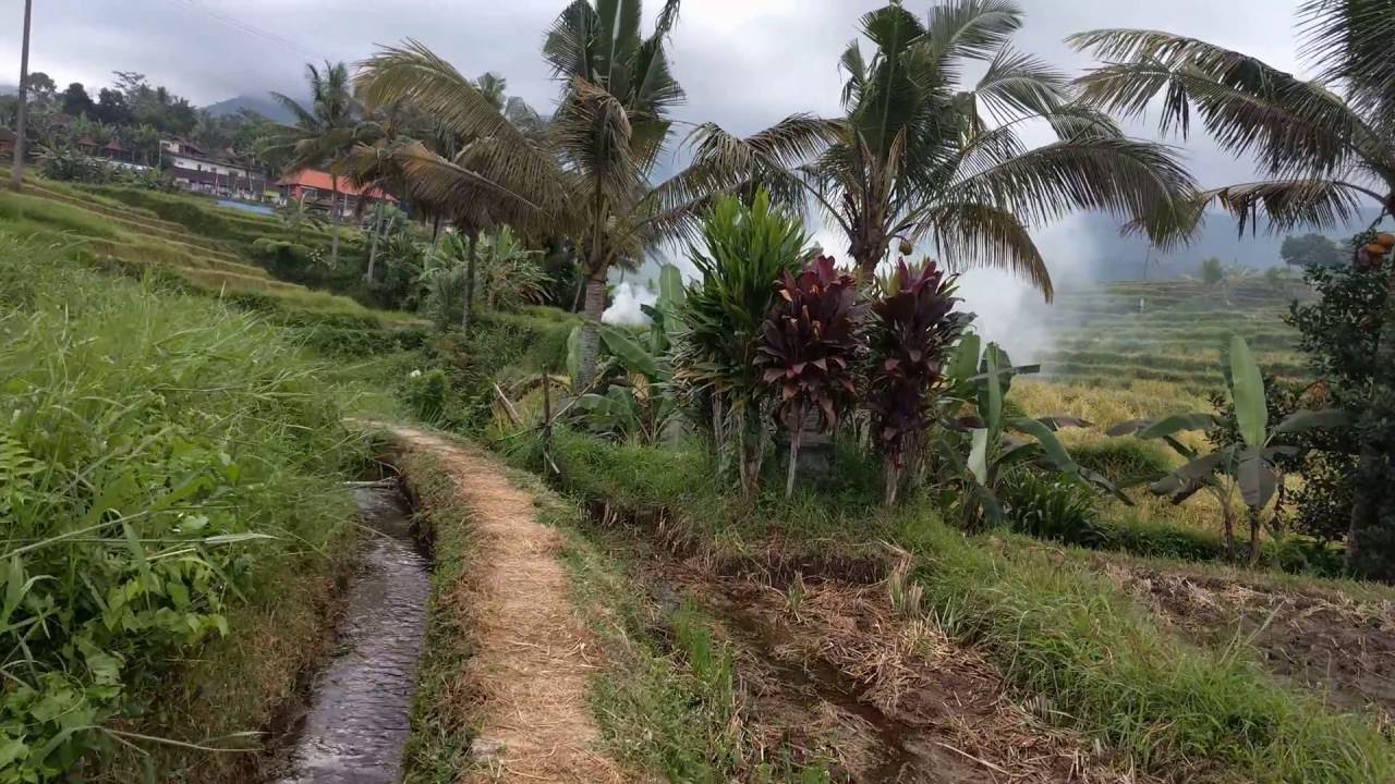 Walking around Kabupaten Tabanan, Bali, Indonesia 4k 