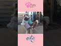 Cute puppies in Ooty