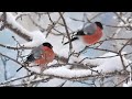 СНЕЖНЫЙ ДЕНЬ❄Снегири на ветках,будто фонари🐦Прекрасная музыка для души 🎼 РЕЛАКС ВИДЕО #снегопад