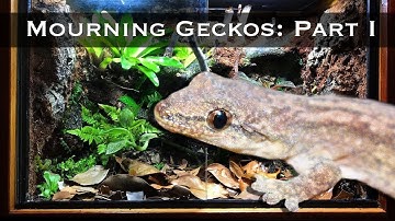 Bioactive Mourning Gecko Setup Part I: DIY Wooden Vivarium
