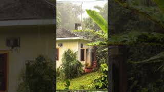 Jamaica Rain Sounds for Sleeping: Rain in Jamaica for Sleep, Meditation to relax #shorts #rainsounds