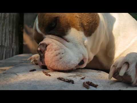 George the Olde English Bulldog chews a stick