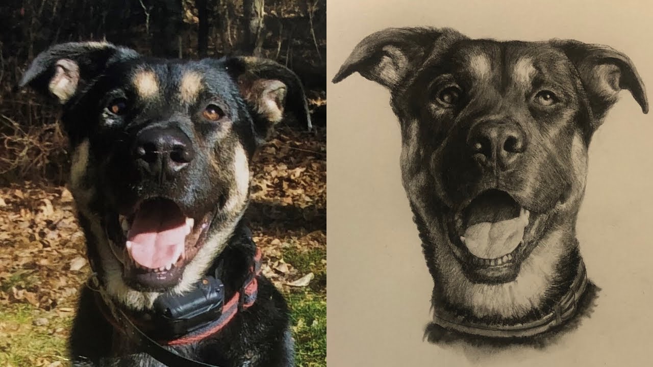 Realistic Dog Sketch Timelapse