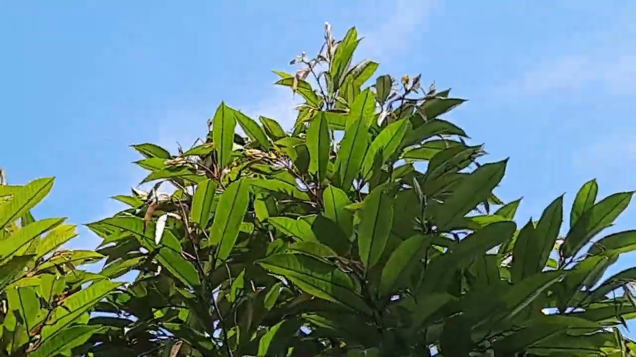 2 Hari Pasca Aplikasi Plant Catalyst Daun Durian Jadi Glowing dan Segar