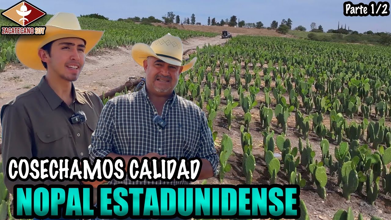 NOPALES HASTA ESTADOS UNIDOS calidad de exportación