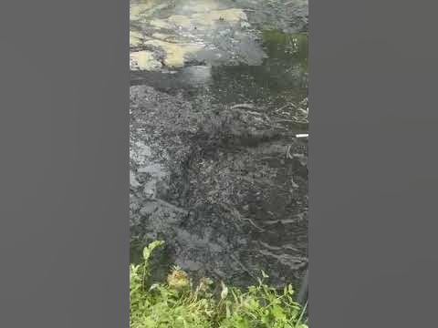 Teich reinigen Teichschlamm abpumpen. Die Profi Schlammpumpe um