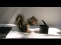 Animal Behavior Research on Fox Squirrels
