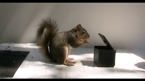 Animal Behavior Research on Fox Squirrels