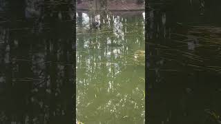 Meter Cod In The Shallows