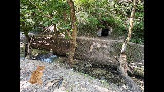 Sites In Romania With Cute Cats!