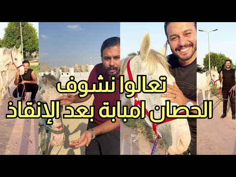 مش هتصدق انه نفس الحصان الحصان امبابة بعد الصيانة فى المركز الجديد