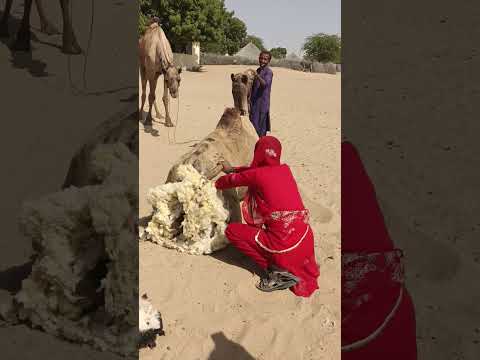 الطبيبة تعتني بالناقة أثناء الولادة في برد الصحراء