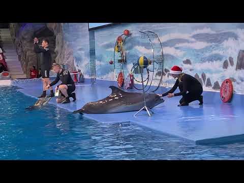 DOLPHIN SHOW | DUBAI CREEK | TOP ATTRACTION OF DUBAI