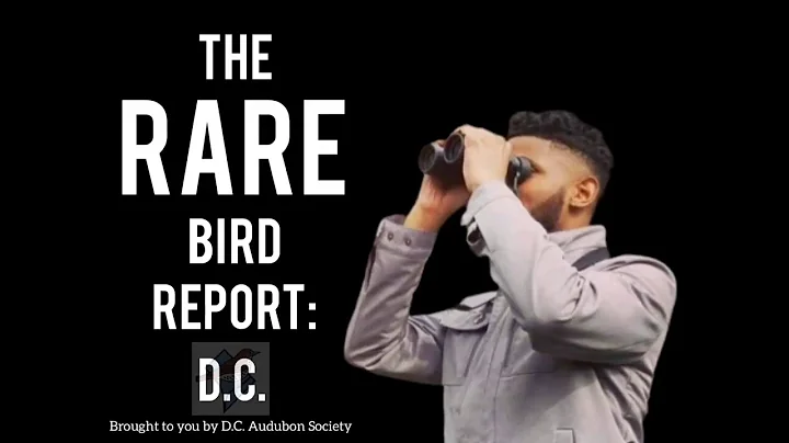 Rare Bird Report - August - Little Blue Heron