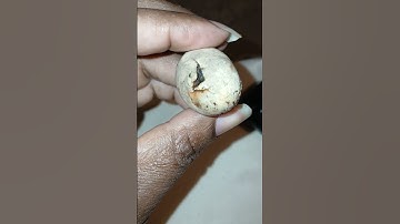 Box turtle hatching May 3rd 2025