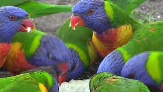 Lorikeet Force Majeure at Dr Rom's Bird Sanctuary