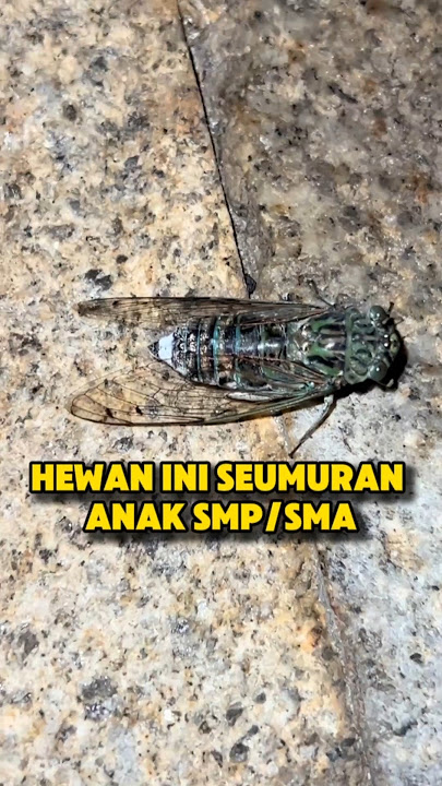 TONGGERET GARENG PUNG SI SERANGGA TUA #cicada #garengpung #serangga #seranggaunik #hewanunik