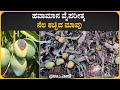ಹವಾಮಾನ ವೈಪರೀತ್ಯ: ನೆಲ ಕಚ್ಚಿದ ಮಾವು Mango Crop Loss | Rain Effect