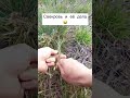 А вам повезло с мамой мужа? Или как обычно - много дел?😅😅😅
