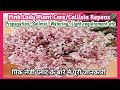 Pink lady plant  how to grow and care callisia repens  pink lady plant      