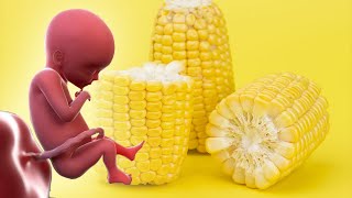 هذا ما يحدث للحامل والجنين عند أكل الذرة الصفراء أثناء الحمل 