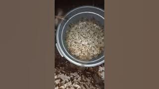 detik detik siraru / Laron datang bawa pasukan