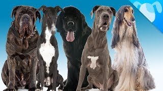 Top 5 Big Dogs for Small Apartments by Best Breed Ever 342,253 views 9 years ago 1 minute, 37 seconds