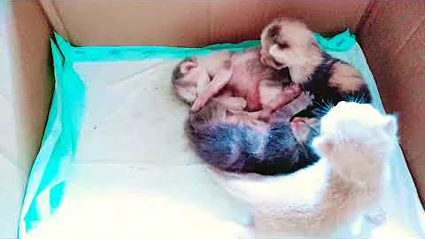 Watch the video about Kitten keturunan persia medium dan kucing campuran anggora usia 10 hari