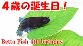ベタ3歳7か月 多くのベタは寿命を全うしていない 長寿の水槽とは Youtube