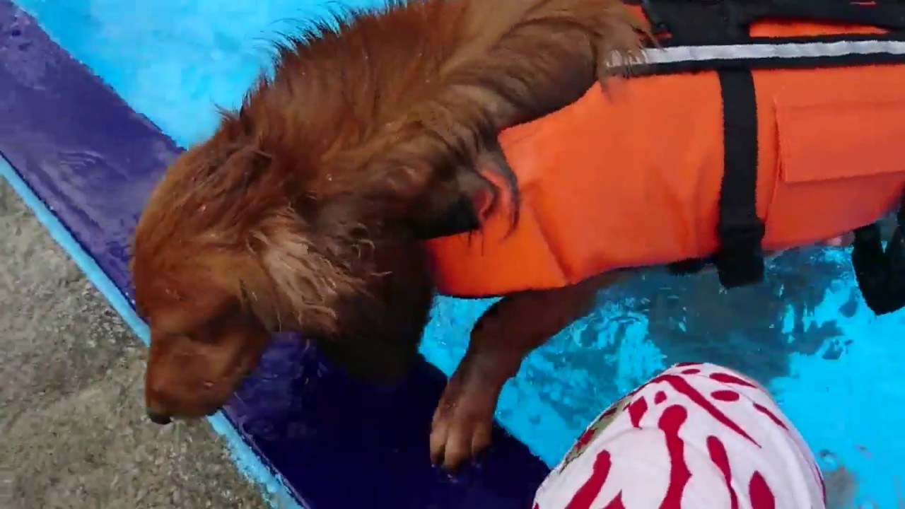 簡単いぬかき講座 犬の泳ぎ方練習動画 ダックスフンド編 Youtube