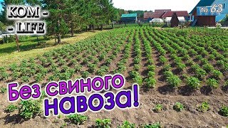 У СОСЕДЕЙ ВОТ ТАКАЯ КАРТОШКА