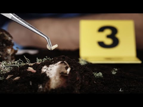 What Kind Of Insects Collect On Dead Bodies