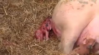 First-hand How Animals Giving Birth - Pig, Horse, Dystocia Cow, Hedgehog